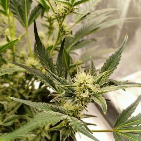 Gertrude growlog photo: Started to smell sour and fruity