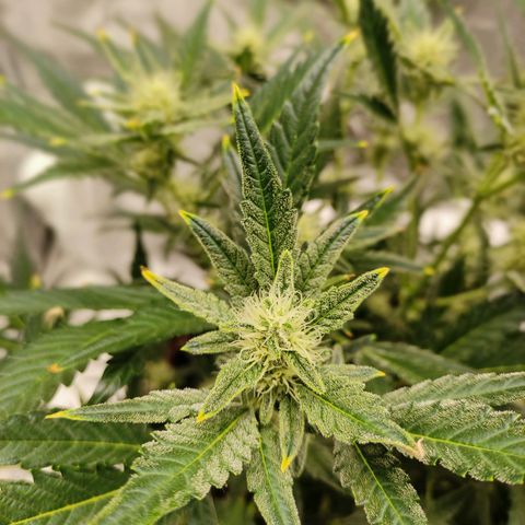 Gertrude growlog photo: Started to smell sour and fruity