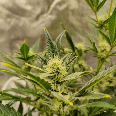 Gertrude growlog photo: Started to smell sour and fruity
