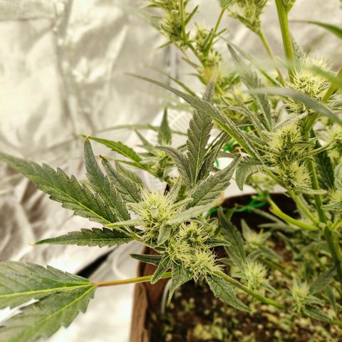 Gertrude growlog timeline photo