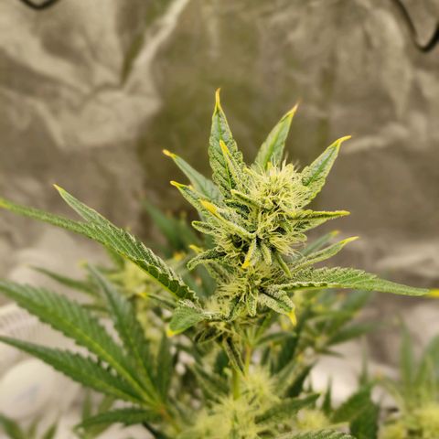 Gertrude growlog timeline photo