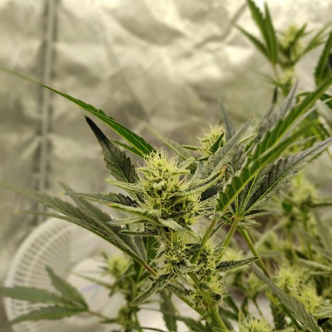 Gertrude growlog timeline photo