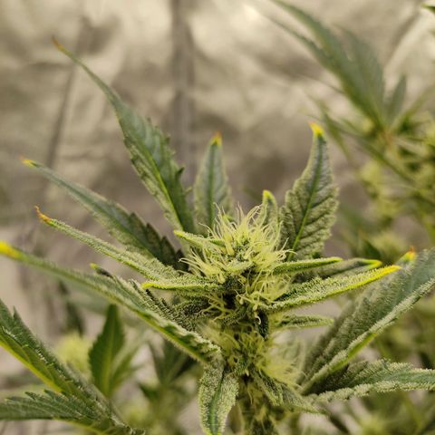 Gertrude growlog timeline photo