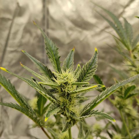 Gertrude growlog timeline photo