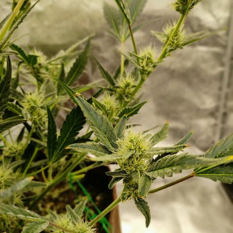 Gertrude growlog timeline photo
