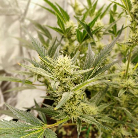 Gertrude growlog timeline photo