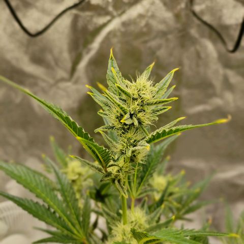 Gertrude growlog timeline photo