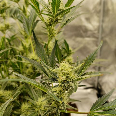 Gertrude growlog timeline photo