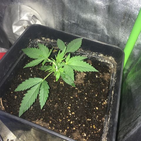 GSC growlog timeline photo