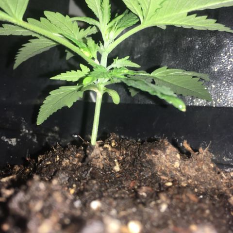 GSC growlog timeline photo