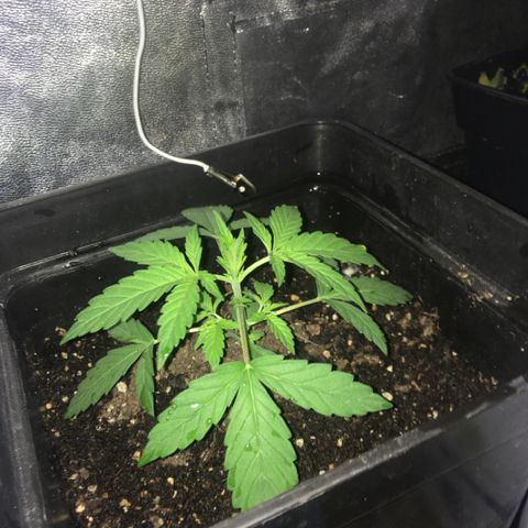 WW growlog timeline photo
