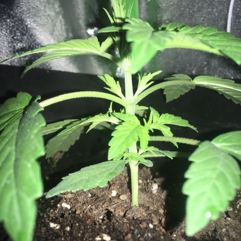 WW growlog timeline photo