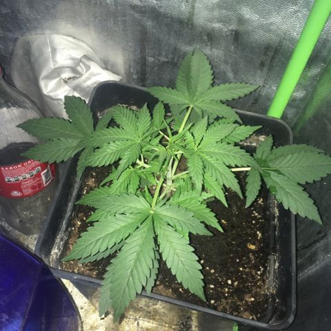 GSC growlog timeline photo