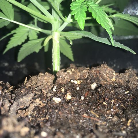 GSC growlog timeline photo