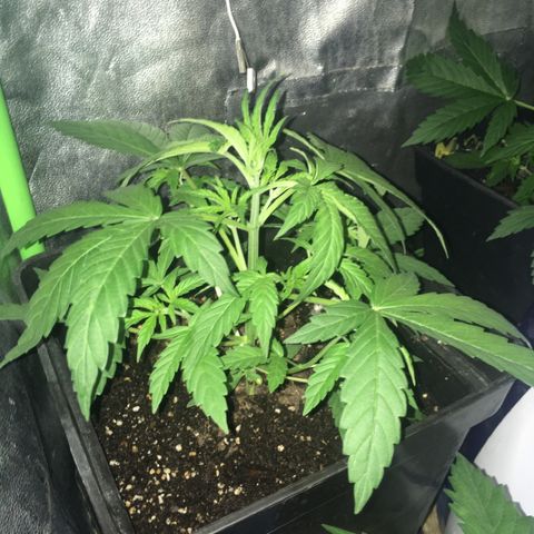 WW growlog timeline photo