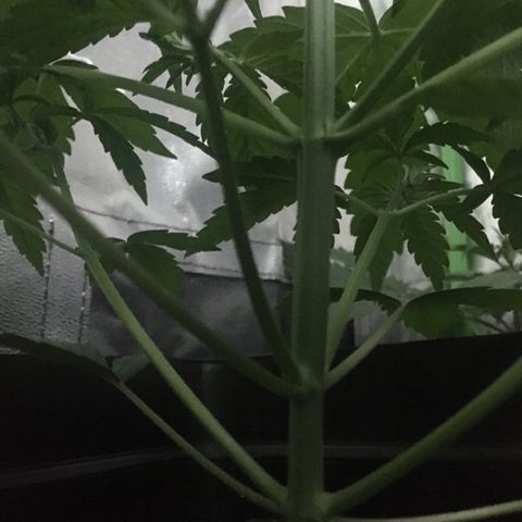 WW growlog timeline photo