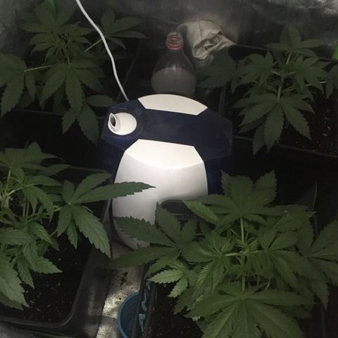 WW growlog timeline photo