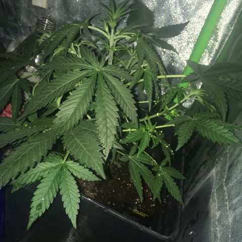 GSC growlog timeline photo