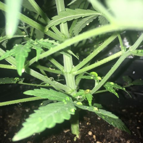 GSC growlog timeline photo