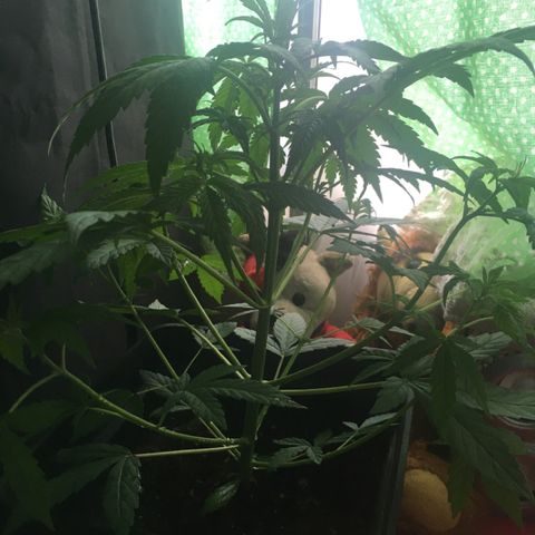 WW growlog timeline photo