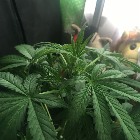 WW growlog timeline photo