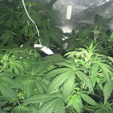WW growlog timeline photo