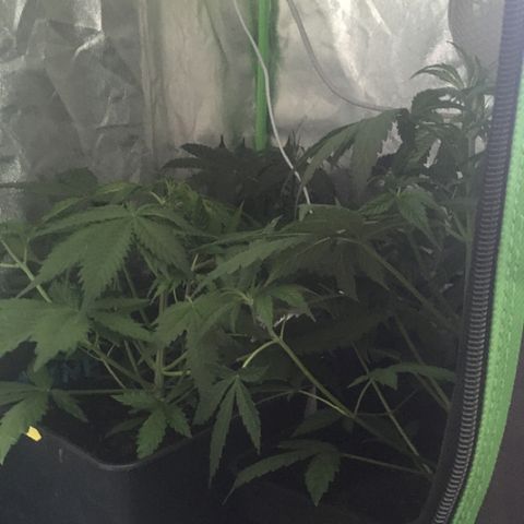 WW growlog timeline photo