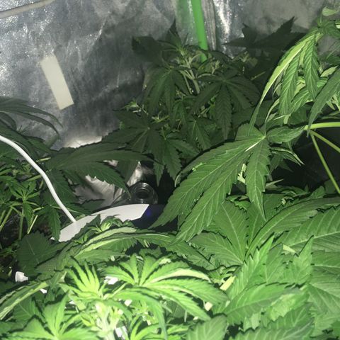 WW growlog timeline photo