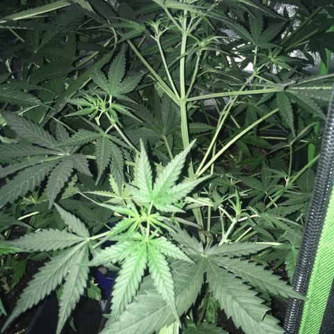 GSC growlog timeline photo