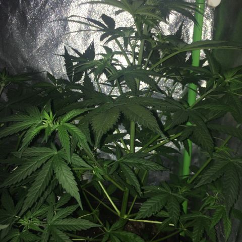 WW growlog timeline photo