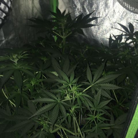 WW growlog timeline photo