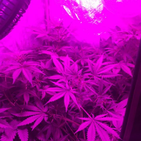 WW growlog timeline photo