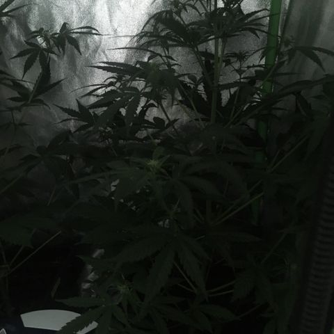 WW growlog timeline photo