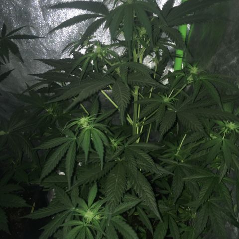 WW growlog timeline photo