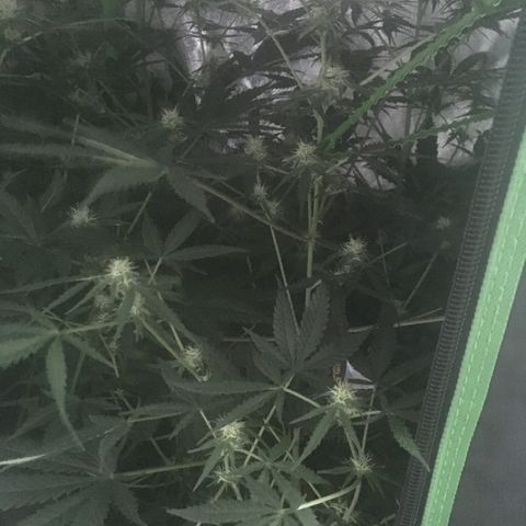GSC growlog timeline photo