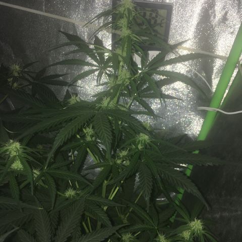 WW growlog timeline photo