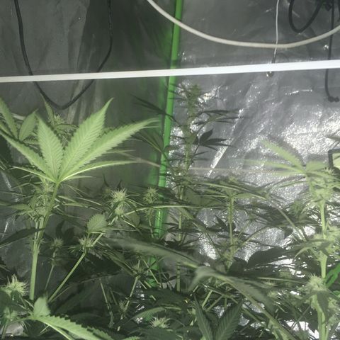 WW growlog timeline photo