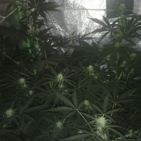 WW growlog timeline photo