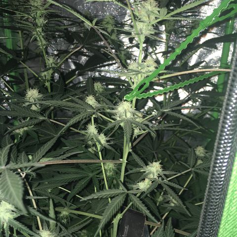 GSC growlog timeline photo