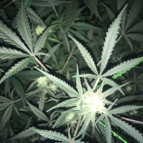 GSC growlog timeline photo