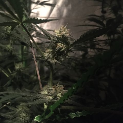 GSC growlog timeline photo