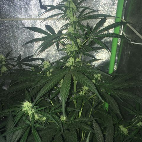 WW growlog timeline photo