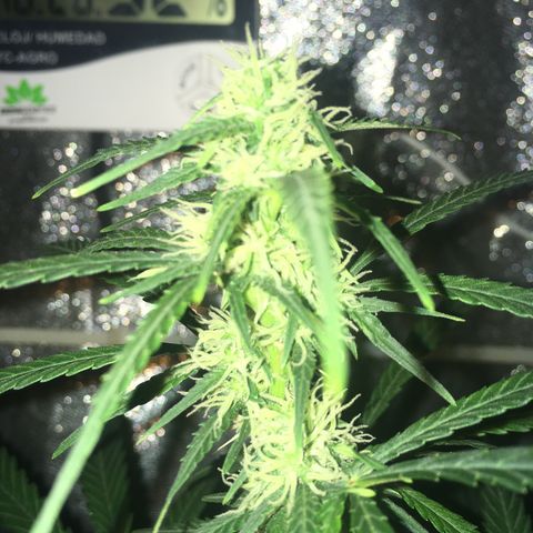 WW growlog timeline photo