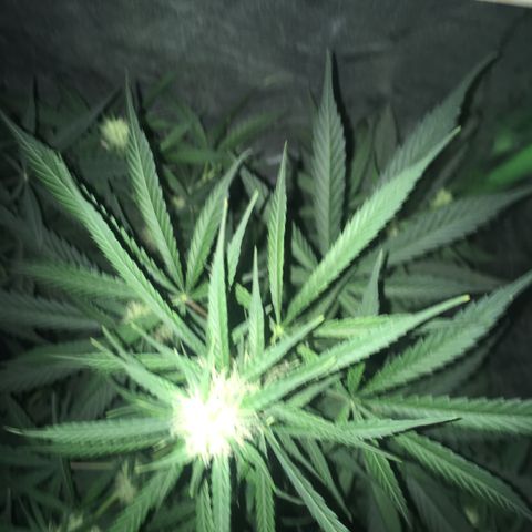 WW growlog timeline photo