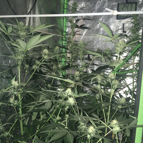 WW growlog timeline photo