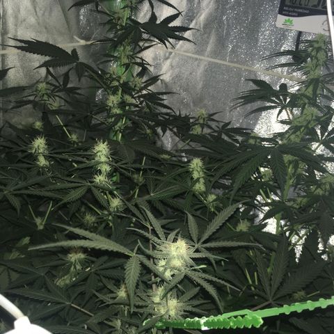 WW growlog timeline photo