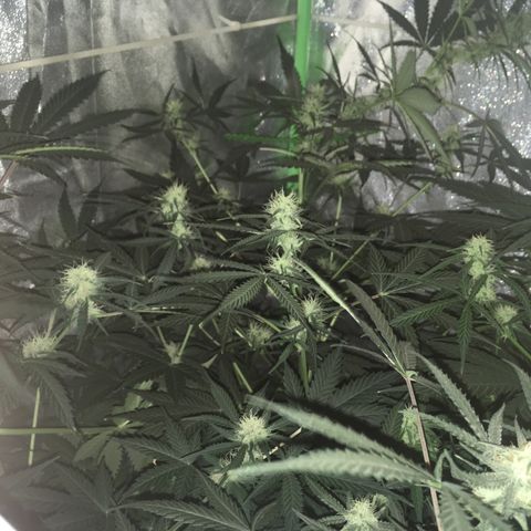 WW growlog timeline photo
