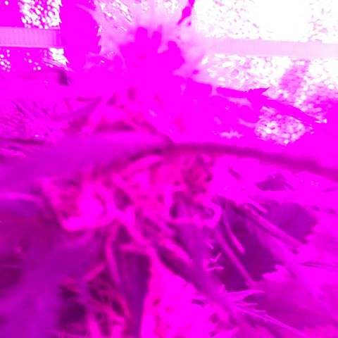 WW growlog timeline photo