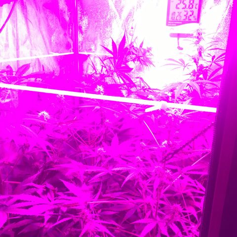 WW growlog timeline photo