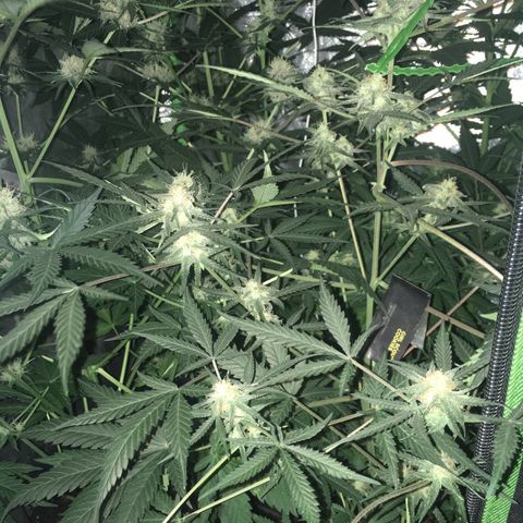 GSC growlog timeline photo